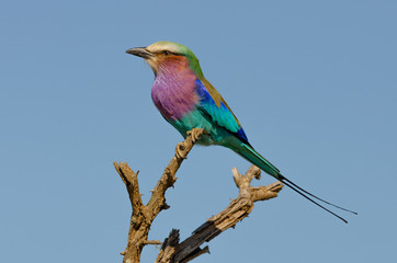 A lilac-breasted roller sits on a twig in a dead tree in the Kruger National Park, South Africa.