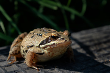 Frog on dark background with green grass