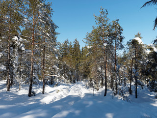 Waldlandschaft im Winter. Loipe zwischen Kreuth und Scharling in tegernseer tal. Die Heide an der Weissach entlang. Schneebedeckter Rundweg zwischen Tannen und Kiefer
