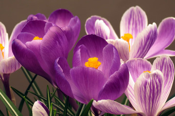 Crocus
