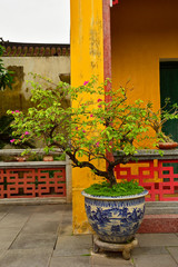 Fototapeta na wymiar A plant in the grounds of the historic Hainan Assembly Hall in the UNESCO listed central Vietnamese town of Hoi An