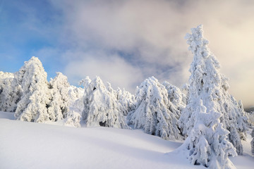 Winterwald mit Sonnenschein