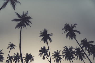 Obraz na płótnie Canvas Tropical palm coconut trees on sunset sky nature background.