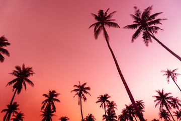 Tropical palm coconut trees on sunset sky nature background.