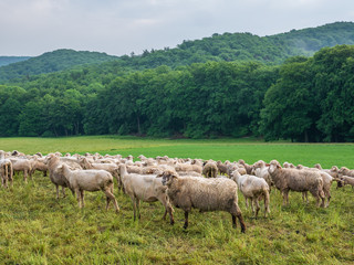 Obraz premium The grazing sheeps on a pasture