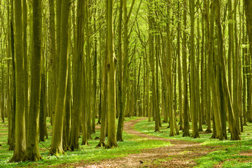 Footpath through Forest of Beech Trees in Spring, Wood Anemones Covering the Ground