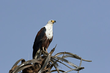 African fish eagle (Haliaeetus vocifer),