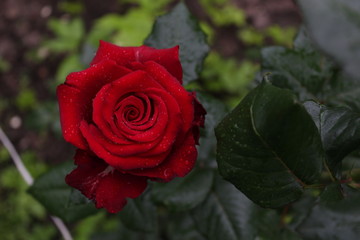 КРАСНАЯ РОЗА