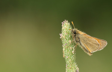 A pretty Small Skipper Butterfly (Thymelicus sylvestris) perched on a grass seed head.