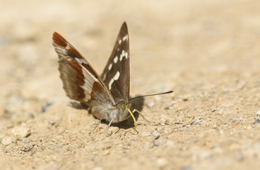 A rare female Purple Emperor Butterfly (Apatura iris) feeding on minerals on the ground.