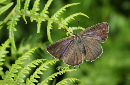 A beautiful Purple Hairstreak Butterfly (Favonius quercus) perched on a bracken leaf.	
