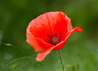 poppy