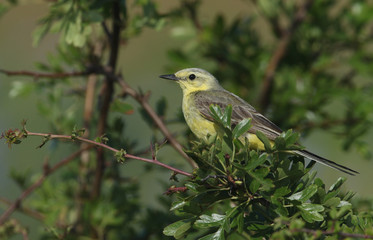 A pretty Yellow Wagtail (Motacilla flava) perched in a hawthorn tree.