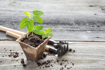 Seedlings in a peat pot