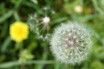 dandelion seed and yellow flower