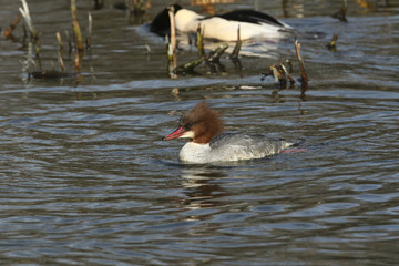 A pretty female Goosander (Mergus merganser) swimming in a fast flowing river.