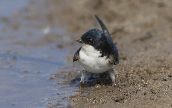 A pretty House Martin (Delichon urbica) standing by the side of a muddy puddle.