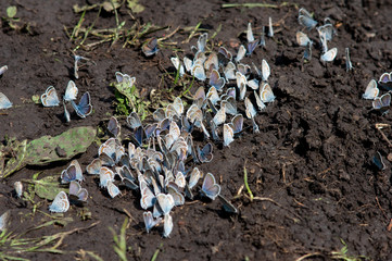 hundreds of little butterflies are sitting on the ground