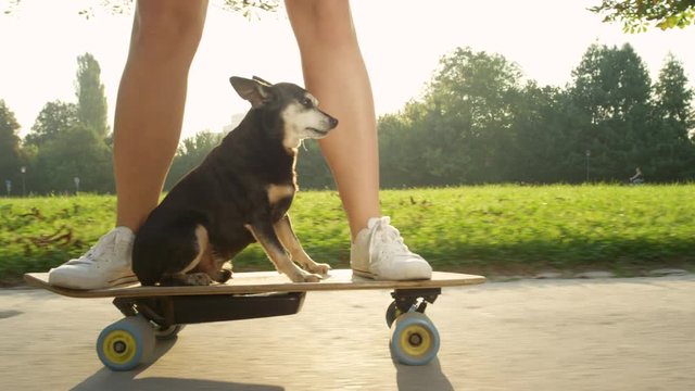 CLOSE UP, SUN FLARE: Senior miniature pinscher dog sitting on a longboard as its owner speeds through the sunlit park. Adorable puppy calmly cruising on the skateboard with its cool female owner.