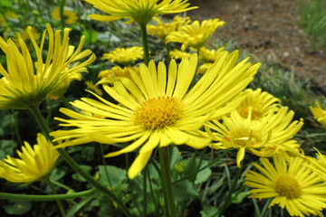 Doronicum orientale - Little Leo