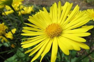 Doronicum orientale - Little Leo