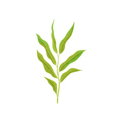 Branch of tree with small willow leaves. Fresh twig with green foliage. Nature theme. Detailed flat vector design