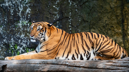Portrait of tiger.