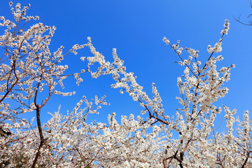 cherry blossoms in the blue sky
