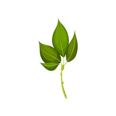 Branch of tree with fresh leaves. Twig with bright green foliage. Nature and flora theme. Detailed flat vector design