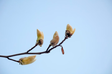 Magnolia