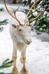 Cute white deer in a pine forest on the background of evergreen trees and snow. Winter in Russia.