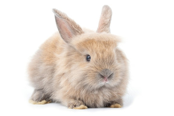 Obraz premium Brown adorable baby rabbit on white background.