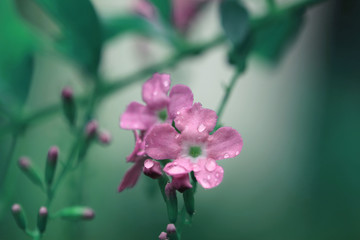 After rain garden. Small pink flowers on vintage toned green branch with water drop.