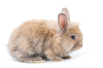Brown adorable baby rabbit on white background.