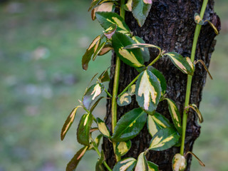 Euonymus fortunei Interbolwi or fortune's spindle, winter creeper with wet green-white leaves...