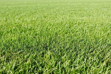 green grass field
