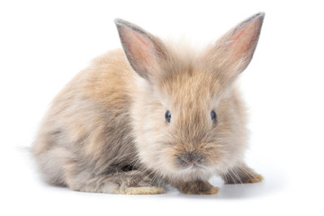 Brown adorable baby rabbit on white background.