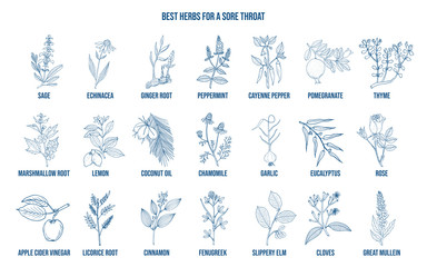 Best herbs for a sore throat