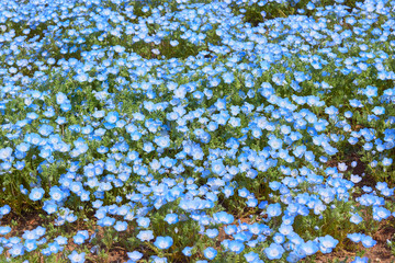 ネモフィラの花　花壇