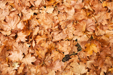 Texture of autumn leaves.