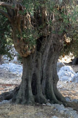 Obraz premium Old olive tree