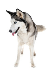 siberian husky in studio
