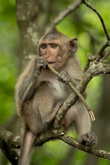 Baby long-tailed macaque on branch holding twig