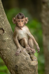 Baby long-tailed macaque on branch facing camera
