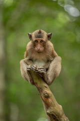 Baby long-tailed macaque on stump hunching shoulders