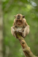 Baby long-tailed macaque on stump looking down