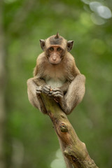 Naklejka na ściany i meble Baby long-tailed macaque on stump holding food