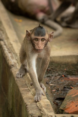 Baby long-tailed macaque on wall approaches camera