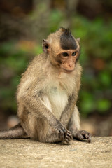 Fototapeta premium Baby long-tailed macaque sits on concrete wall