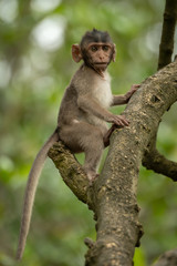 Baby long-tailed macaque sits high in tree